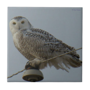B38 Snowy Owl Tile