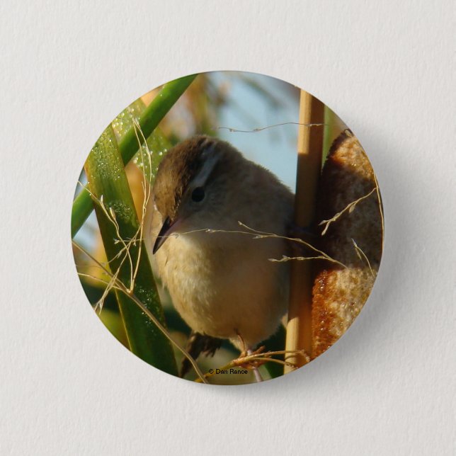 B3 Marsh Wren 2 Inch Round Button (Front)
