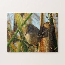 B3 Marsh Wren in Cattails