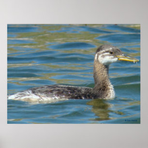 B40 Juvenile Red-necked Grebe Poster