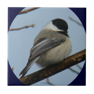 B43 Black Capped Chickadee Tile