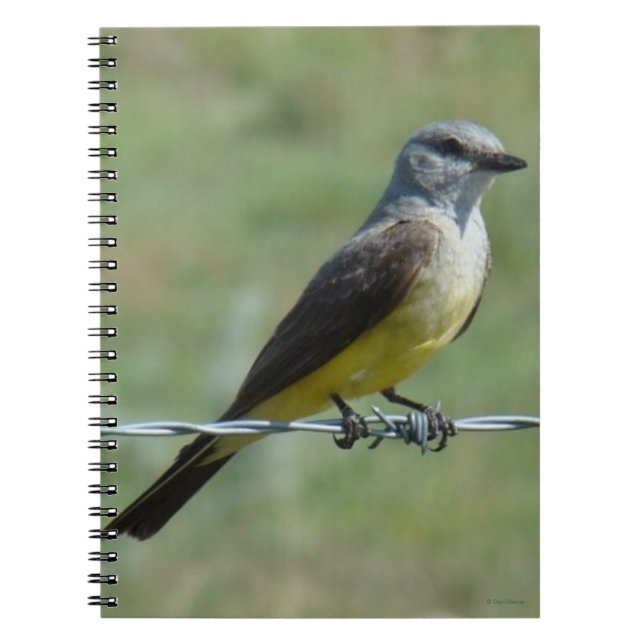 B44 Western Kingbird Notebook (Front)