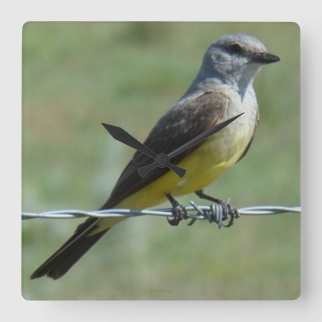 B44 Western Kingbird Square Wall Clock (Front)