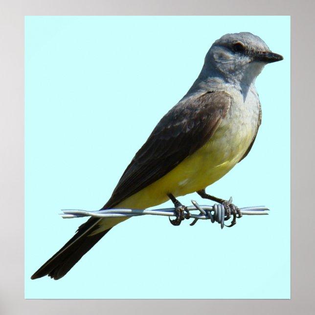 B45 Western Kingbird Poster (Front)