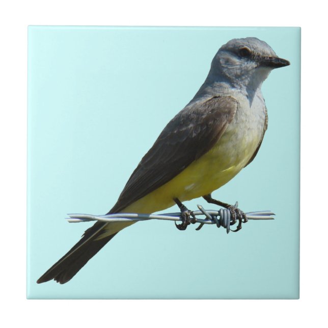 B45 Western Kingbird Tile (Front)