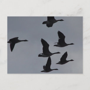 B46 Canadian Geese in Flight Postcard