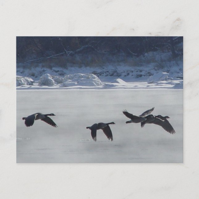 B48 Canadian Geese Over Frozen River Postcard (Front)