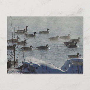 B49 Canadian Geese on Frozen River Postcard