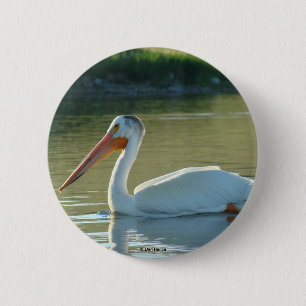 B4 White Pelican 2 Inch Round Button