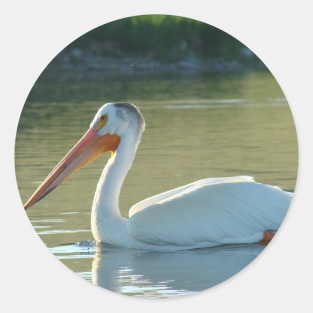 B4 White Pelican Classic Round Sticker (Front)