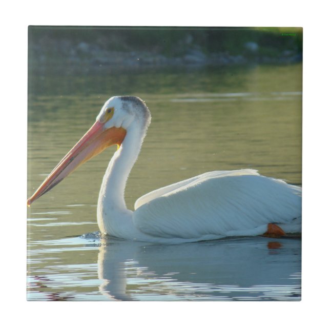 B4 White Pelican Tile (Front)