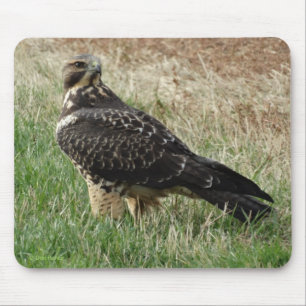 B52 Swainson's Hawk Mouse Pad