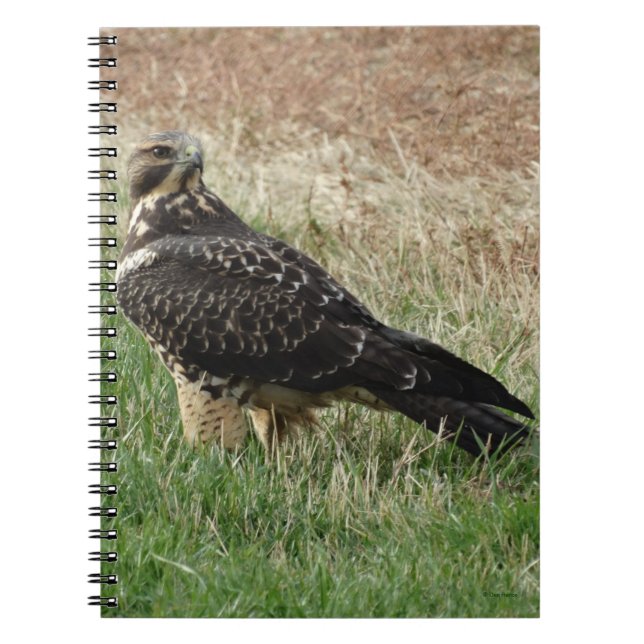 B52 Swainson's Hawk Notebook (Front)