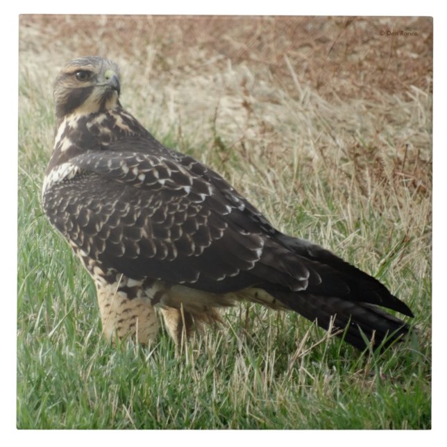 B52 Swainson's Hawk Tile (Front)