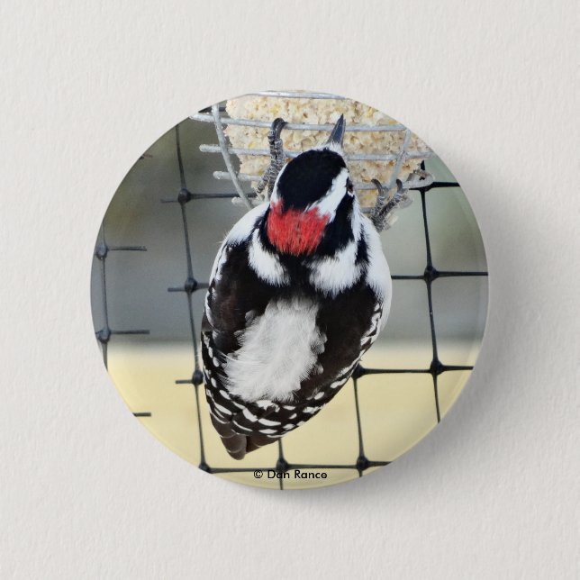 B53 Downy Woodpecker 2 Inch Round Button (Front)