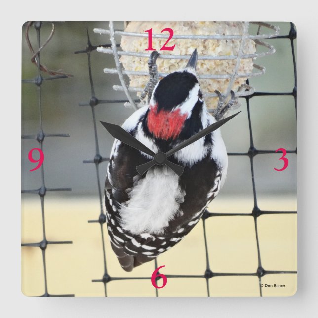 B53 Downy Woodpecker Square Wall Clock (Front)