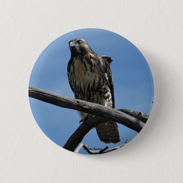B54 Swainson's Hawk 2 Inch Round Button (Front)