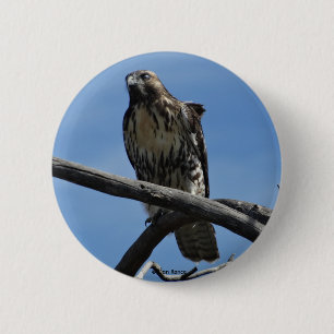 B54 Swainson's Hawk 2 Inch Round Button