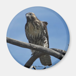 B54 Swainson's Hawk Magnet