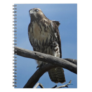 B54 Swainson's Hawk Notebook