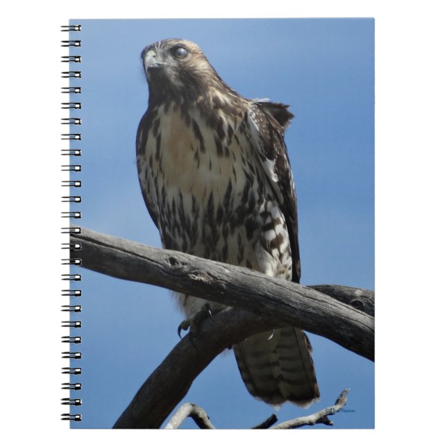 B54 Swainson's Hawk Notebook (Front)
