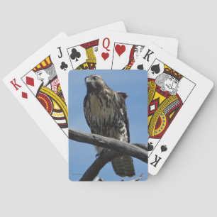B54 Swainson's Hawk Playing Cards