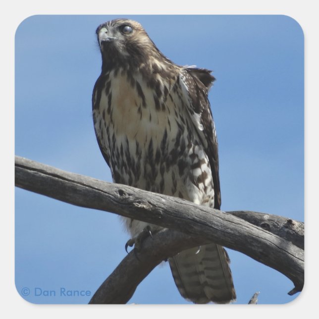 B54 Swainson's Hawk Square Sticker (Front)
