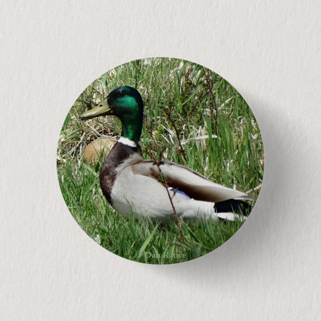 B55 Mallard Duck Drake Greenhead in the Grass 1 Inch Round Button (Front)