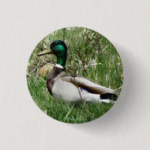B55 Mallard Duck Drake Greenhead in the Grass 1 Inch Round Button