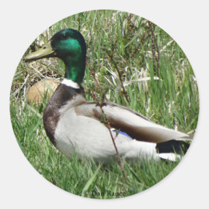 B55 Mallard Duck Drake Greenhead in the Grass Classic Round Sticker