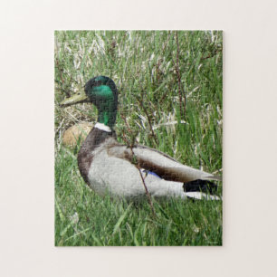 B55 Mallard Duck Drake Greenhead in the Grass Jigsaw Puzzle