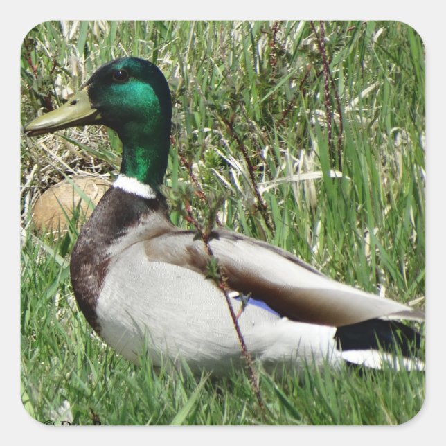 B55 Mallard Duck Drake Greenhead in the Grass Square Sticker (Front)