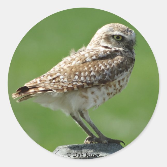 B56 Burrowing Owl Classic Round Sticker (Front)