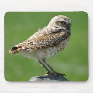 B56 Burrowing Owl Mouse Pad