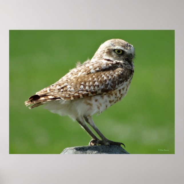 B56 Burrowing Owl Poster (Front)