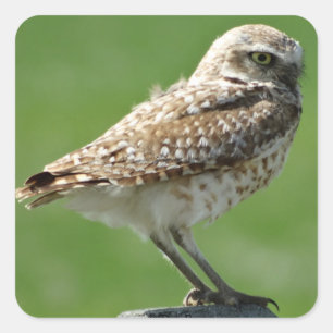 B56 Burrowing Owl Square Sticker