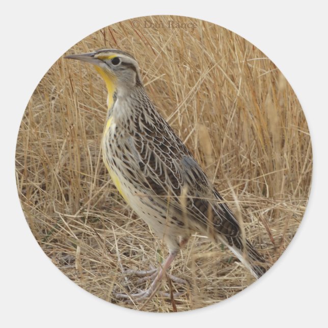 B57 Western Meadowlark Classic Round Sticker (Front)