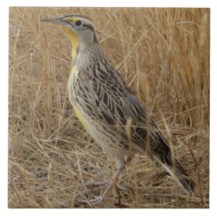 B57 Western Meadowlark Tile