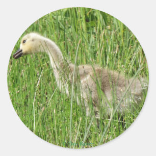 B58 Canada Goose Gosling in the Grass Classic Round Sticker