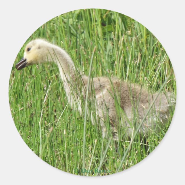 B58 Canada Goose Gosling in the Grass Classic Round Sticker (Front)