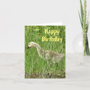 B58 Canada Goose Gosling in the Grass Holiday Card