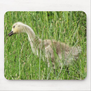 B58 Canada Goose Gosling in the Grass Mouse Pad