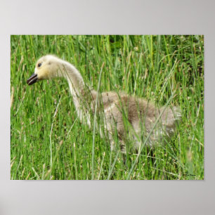 B58 Canada Goose Gosling in the Grass Poster