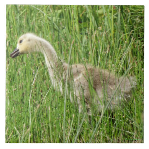 B58 Canada Goose Gosling in the Grass Tile