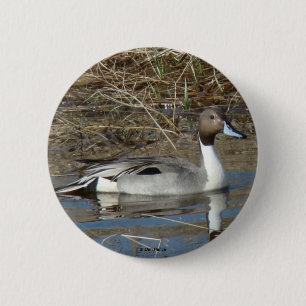 B5 Pintail Duck Drake 2 Inch Round Button