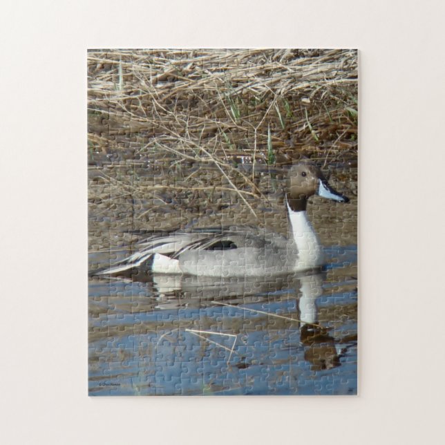 B5 Pintail Duck Drake Jigsaw Puzzle (Vertical)