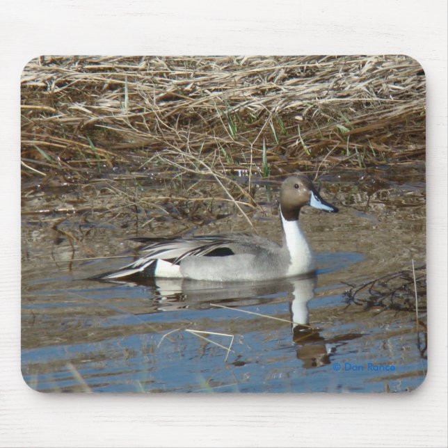 B5 Pintail Duck Drake Mouse Pad (Front)