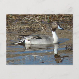 B5 Pintail Duck Drake Postcard
