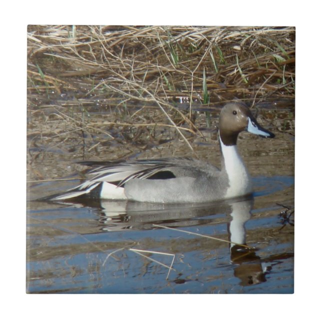 B5 Pintail Duck Drake Tile (Front)