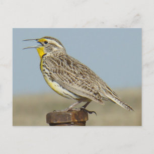 B6 Western Meadowlark Postcard